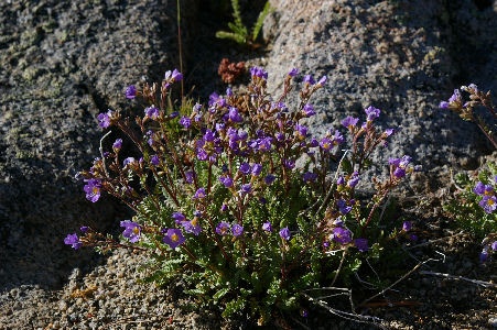 Polemonium eximium